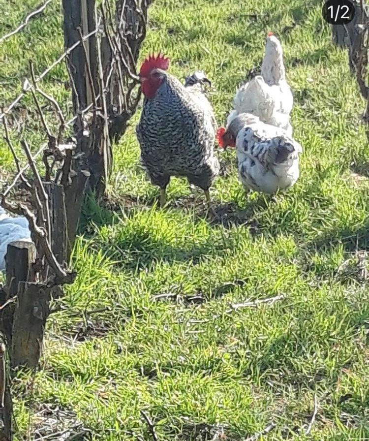 Floressens En Champagne Terrasse Privative Sur Le Vignoble Villa Fleury-la-Riviere Exterior foto