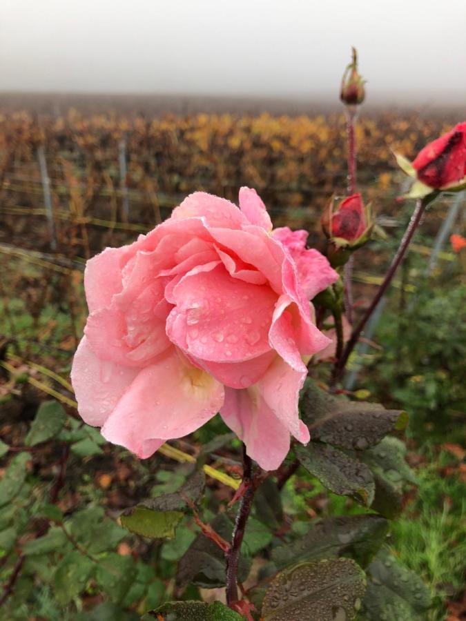 Floressens En Champagne Terrasse Privative Sur Le Vignoble Villa Fleury-la-Riviere Exterior foto